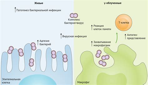 Влияние бактерий и вирусов на развитие воспаления