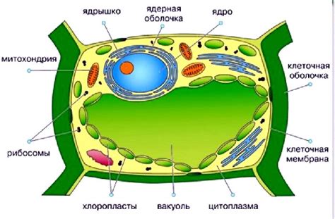 Влияние вакуоли на метаболизм клетки