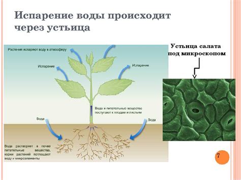 Влияние внешних условий на процессы размножения