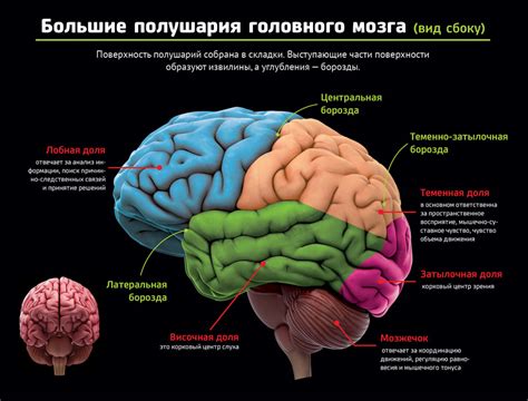 Влияние внешних факторов на формирование борозд мозга