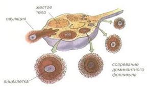 Влияние гормональных изменений на фолликулярный аппарат