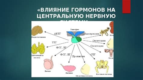 Влияние гормонов на развитие эпителия