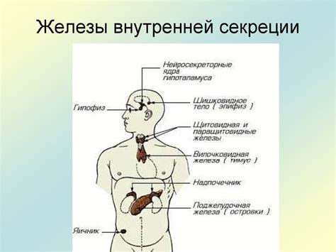 Влияние железы внутренней секреции на организм человека