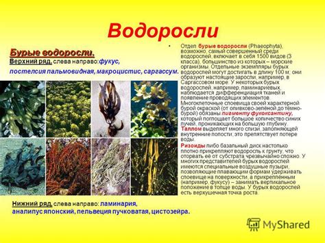 Влияние зеленых водорослей и бурых водорослей на окружающую среду