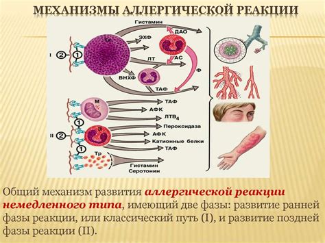 Влияние иммуноглобулина Е на аллергические реакции