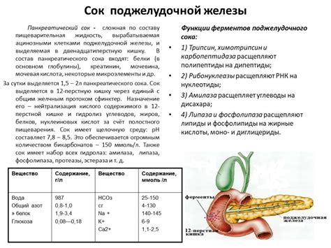 Влияние кабачков на пищеварительную систему