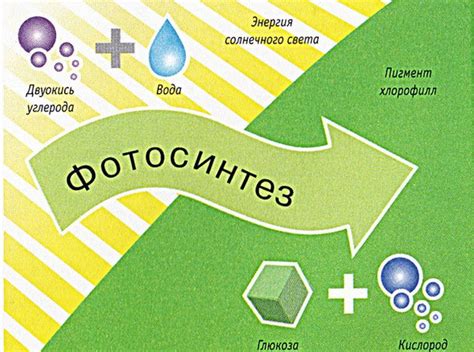 Влияние калия на фотосинтез