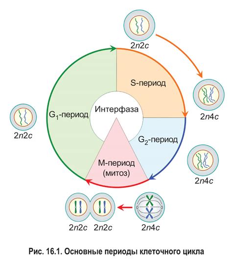 Влияние клеточного детрита на функциональность клеток