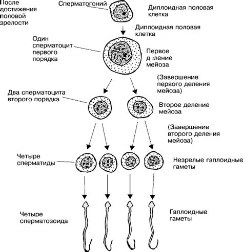 Влияние направительных тельц на процесс овогенеза