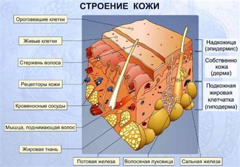 Влияние наследственности на жирность кожи