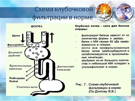 Влияние наследственности на скорость клубочковой фильтрации