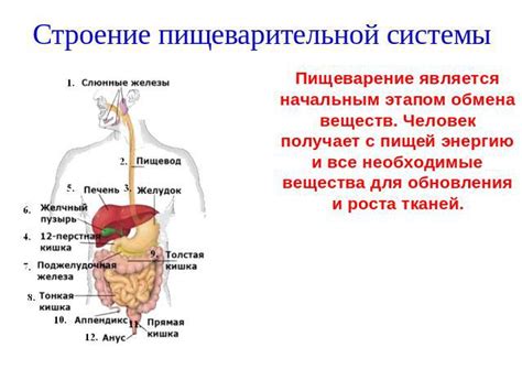 Влияние на пищеварение и обмен веществ