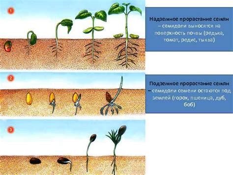 Влияние на рост и развитие растений и животных