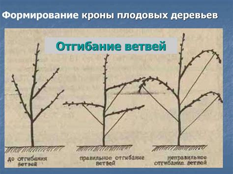 Влияние неправильного ухода: как правильно подрезать и формировать крону