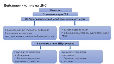 Влияние никотина на сердечно-сосудистую систему