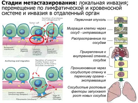 Влияние обонятельных клеток на организм