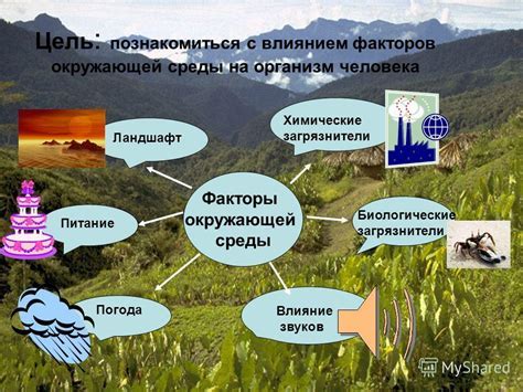 Влияние окружающей среды на развитие кортикальных борозд