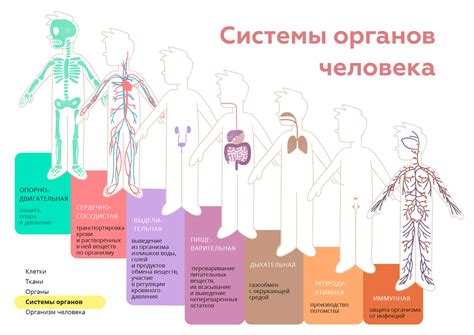 Влияние опарышей на органы и системы организма