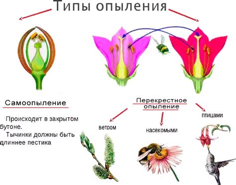 Влияние опыления и оплодотворения на развитие растений