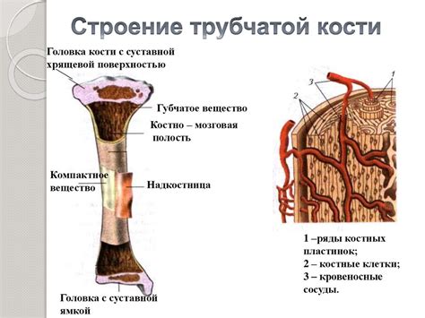 Влияние питания на прочность кости взрослого человека