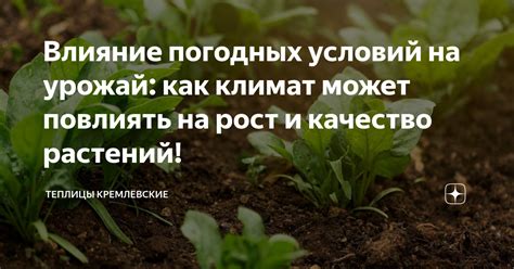 Влияние погодных условий на плодоношение