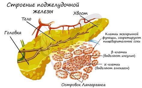 Влияние поджелудочной железы