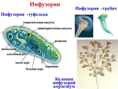 Влияние порошицы на развитие инфузории