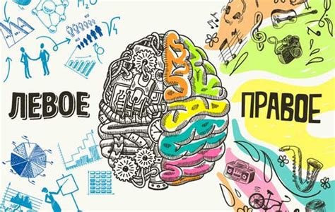 Влияние правой стороны головного мозга на творческое мышление