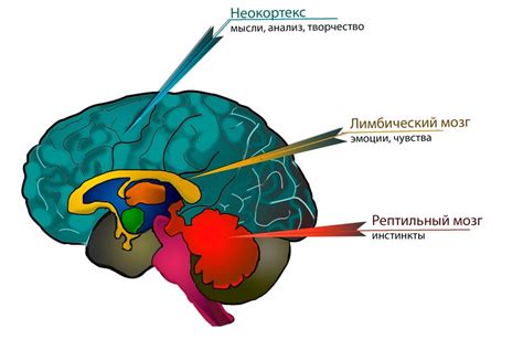 Влияние рептильного мозга на поведение человека