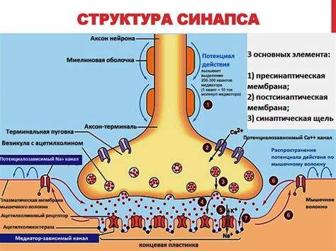 Влияние рециклинга везикул на нейромедиаторную передачу в синапсах