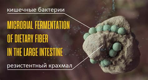 Влияние свежих огурцов на кишечную микрофлору