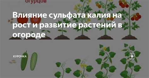 Влияние сернокислого калия и сульфата калия на растения