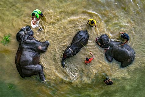 Влияние слонов в воде на жизнь женщины