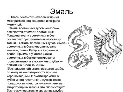 Влияние строения тканей на физиологические и эволюционные процессы