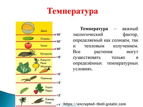 Влияние температуры на восприятие вкуса