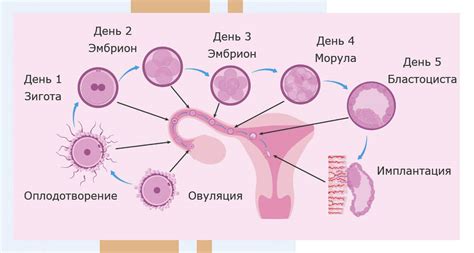 Влияние температуры на процесс оплодотворения