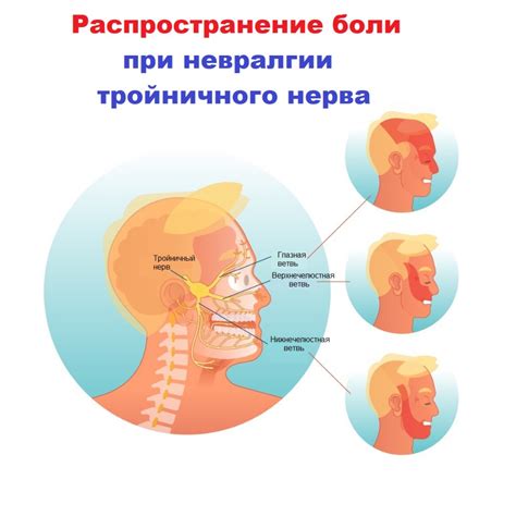 Влияние тройничного нерва на внешние части головы