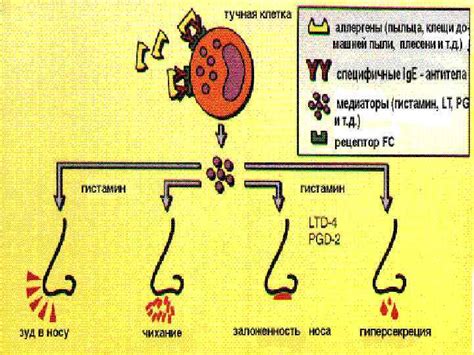 Влияние тучных клеток на аллергические реакции