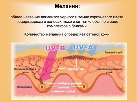 Влияние ультрафиолетового излучения на кожу