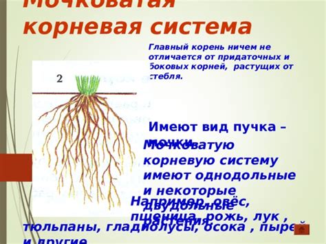 Влияние условий роста на мочковатую корневую систему