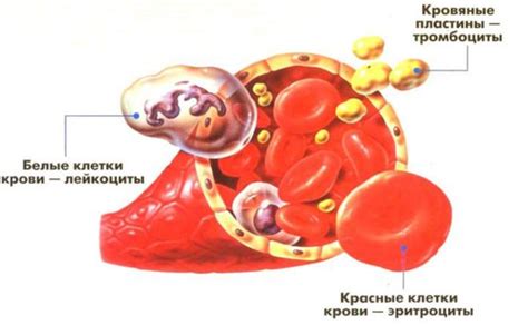 Влияние факторов на уровень средних клеток в крови