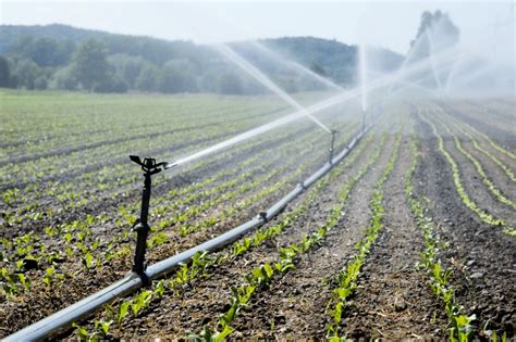 Влияние холодной воды на урожайность сои