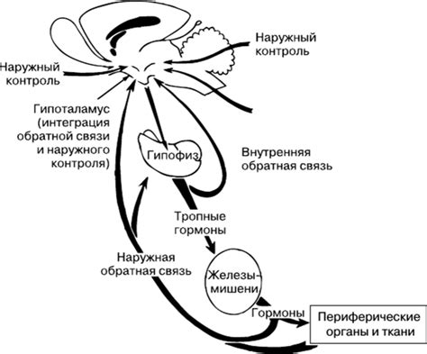 Влияние эндокринной системы на контроль организма