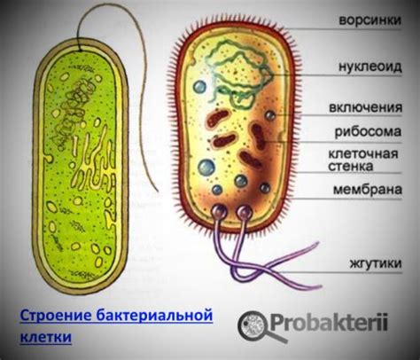 Внешние структуры бактерий: флагеллы и пили