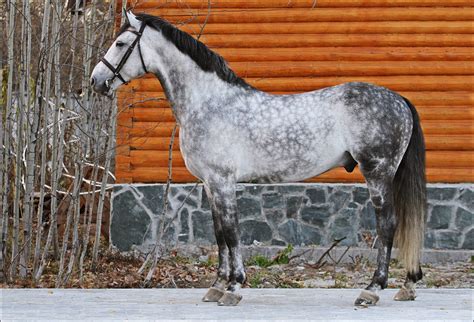 Внешний вид и особенности "Коня-горбунка"