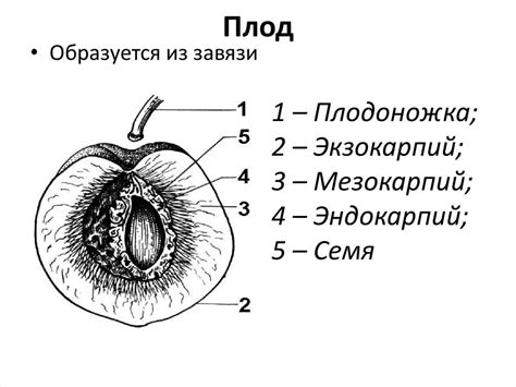 Внешняя структура околоплодника