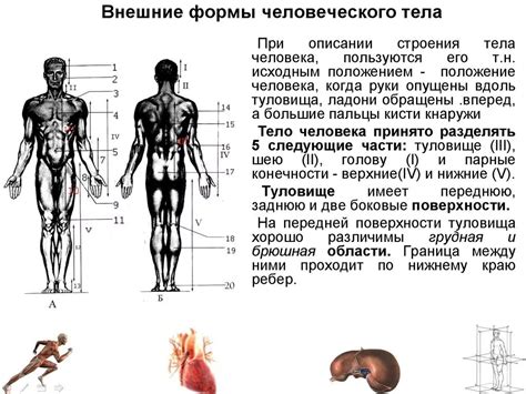 Внешняя структура физического тела