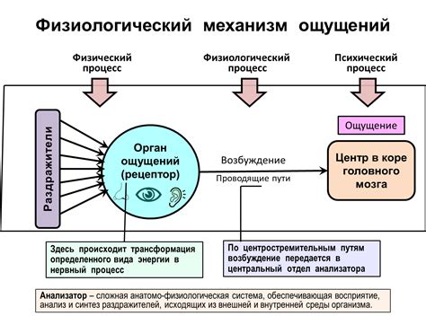 Внутренние ощущения и реакции