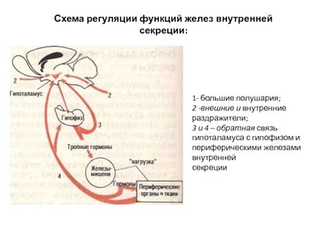 Внутренние раздражители