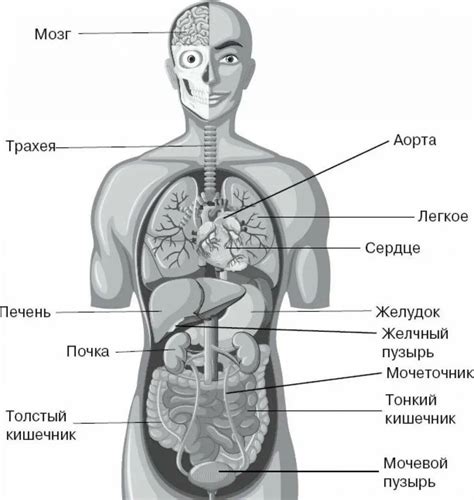 Внутренняя структура физического тела